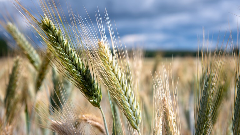 Aggasztó, ami a gabonaárakkal történik: eluralkodott a bizonytalanság az ágazatban