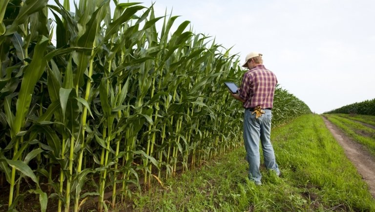 Valóban csökkennek a nettó vételi pozíciók kukoricában és szójababban?