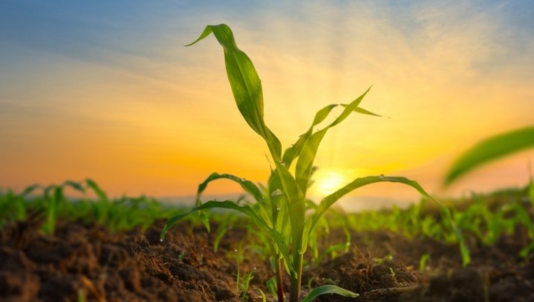 Amerikai farmer: A tavaszi időjárás 2013-as csúcsokig hajtotta a chicagoi gabonaárakat