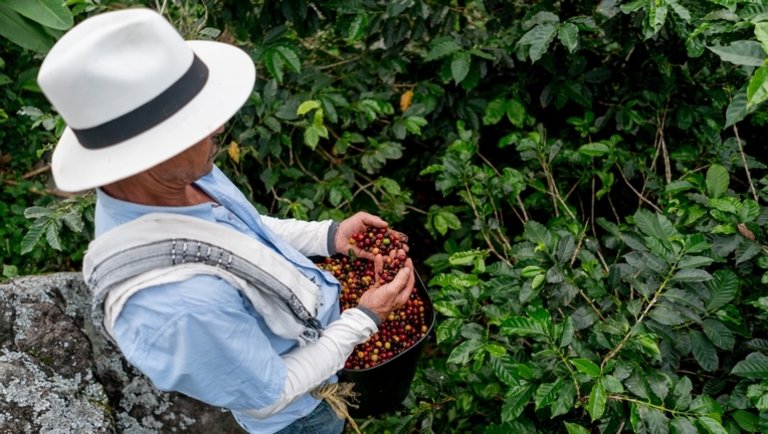 Jelentheti-e az éghajlatváltozás a kolumbiai kávé végét?