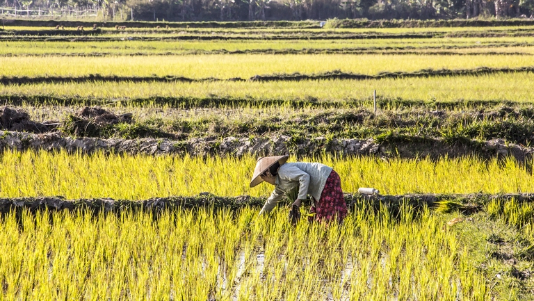 Keleti farmer: Áradások nehezítik a kínai gazdák életét