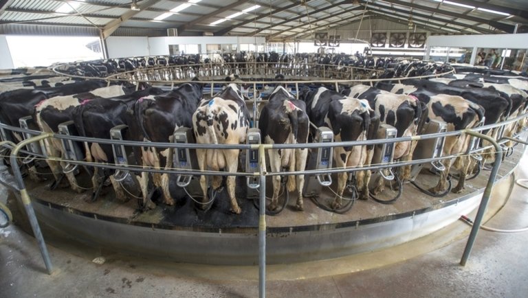 Orosz farmer: Az Ekosem-Agrar már kétszer akkora területű tejgazdaság mint Luxemburg