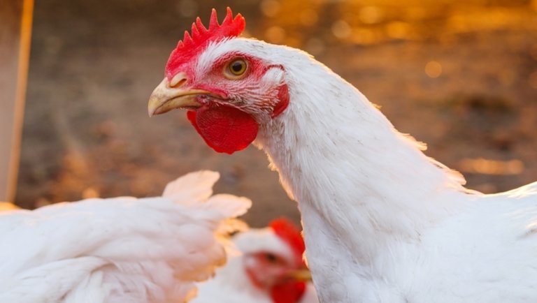 Amerikai farmer: Csirkék bolygója - Egy cég, évi 1,7 milliárd csirke, 140 millió embernek világszerte