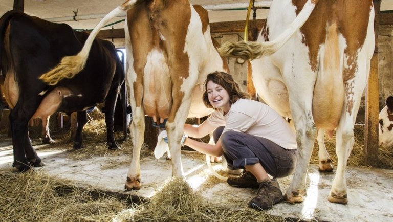 Makro adatok a gazda szemével: Versenyképes-e a hazai átlagos tejhozam európai szinten?