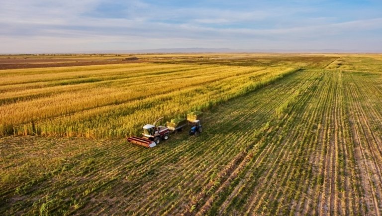 Gyakorlati témák gazdálkodóknak: Van-e valódi alternatívája a kukoricának?