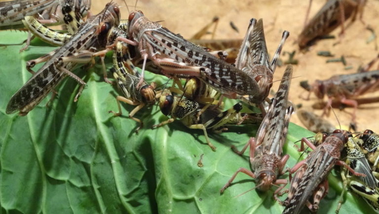 Súlyos károkat okoznak ezek a rovarok a földeken: milliók élelmezését fenyegetik