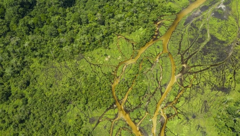 Ki nem találnád, hol volt a legnagyobb mértékű az erdőirtás az elmúlt tíz évben