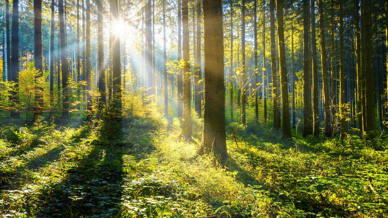 Komoly aggályok merültek fel az új uniós erdészeti stratégiával kapcsolatban