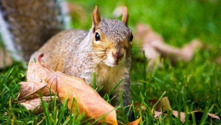Agresszív mókusok tartják rettegésben a járókelőket New Yorkban: mindenki tehetetlen
