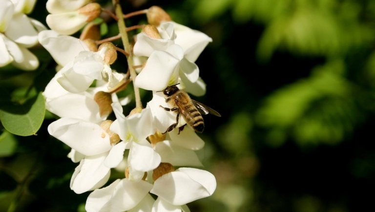 Eluralkodott a pánik: élősködők pusztítják a méheket Magyarországon