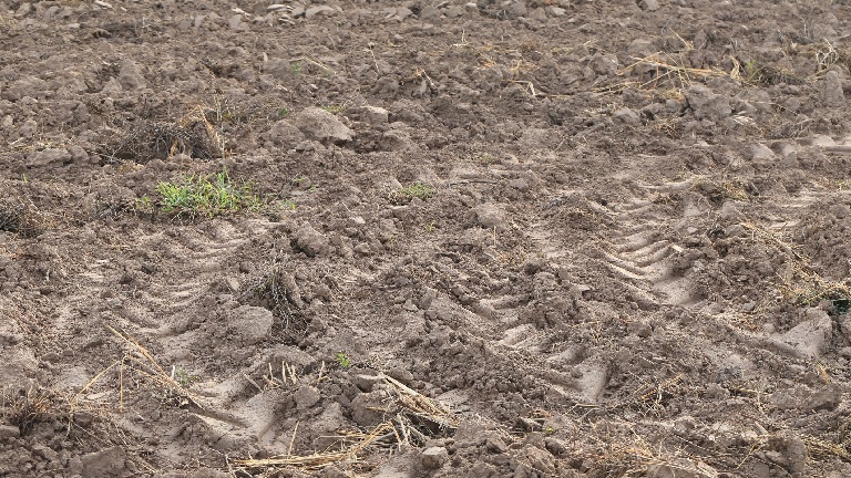 Pusztító szárazság tombol a magyar földeken: egyre rosszabbak a kilátások