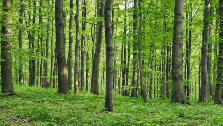 Agrárkamara: az Alkotmánybíróság döntése nem lehetetleníti el az erdőgazdálkodókat