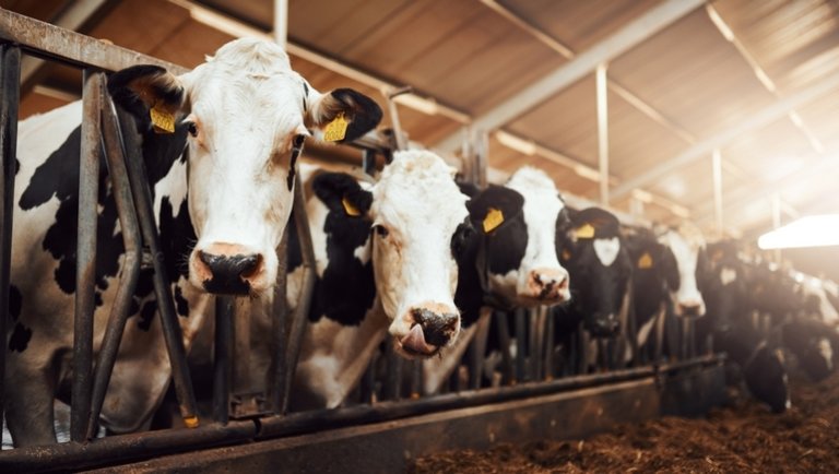 Óriási változások a mezőgazdaságban: így maradhatnak játékban az állattenyésztők