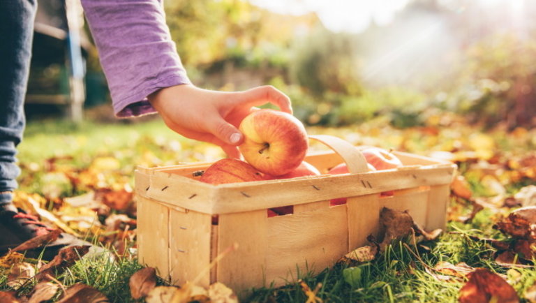 8 komoly érvünk is van rá, miért kell minél több almát enni