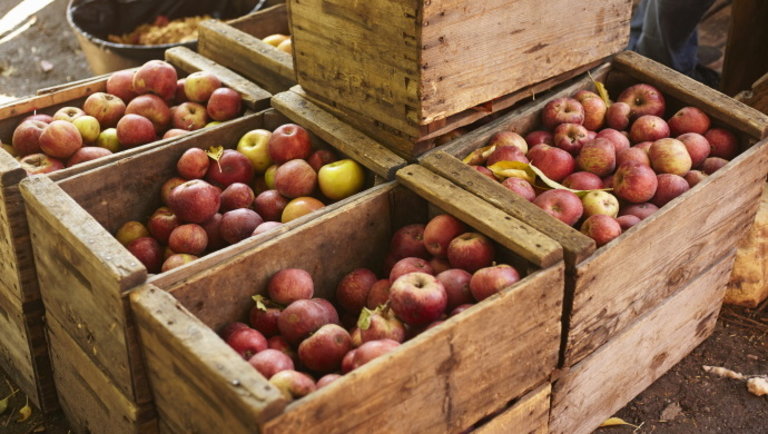 Kiderült: ennyibe is kerülhet idén egy kiló alma