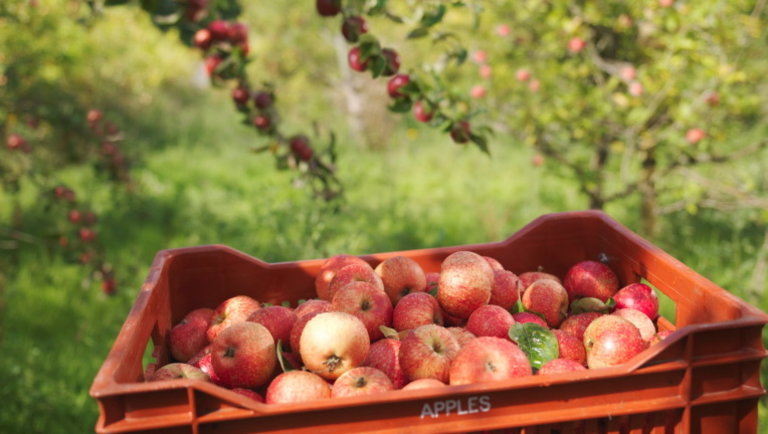 Veszélyben a magyar almatermelés: sürgős lépésekre van szükség