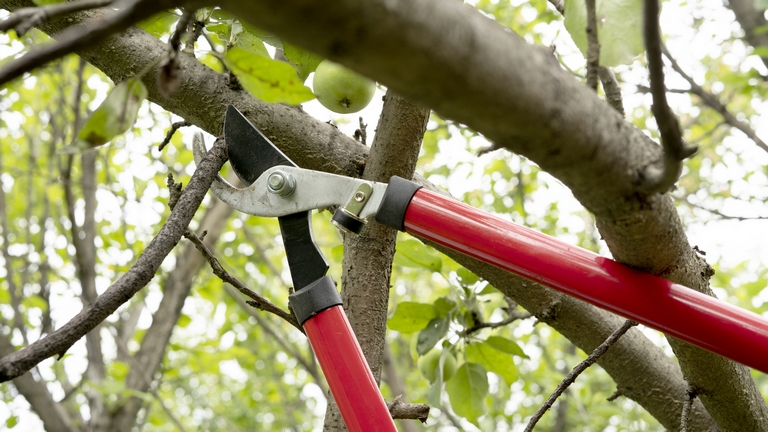 Sokan hibáznak az almafák metszésekor: ezek lehetnek a legnagyobb buktatók