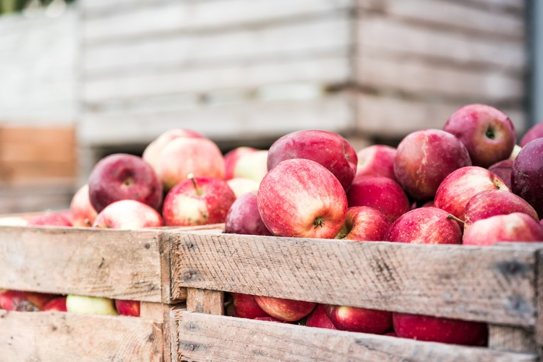 Érik az alma-krízis Lengyelországban? Rendkívüli támogatást kapnak a termelők