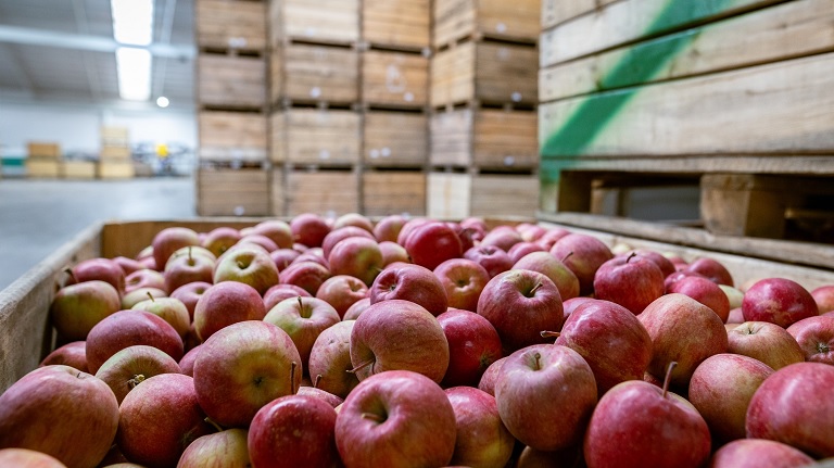 Meglepő hírek érkeztek az európai almáról: mi lesz így a gyümölccsel?