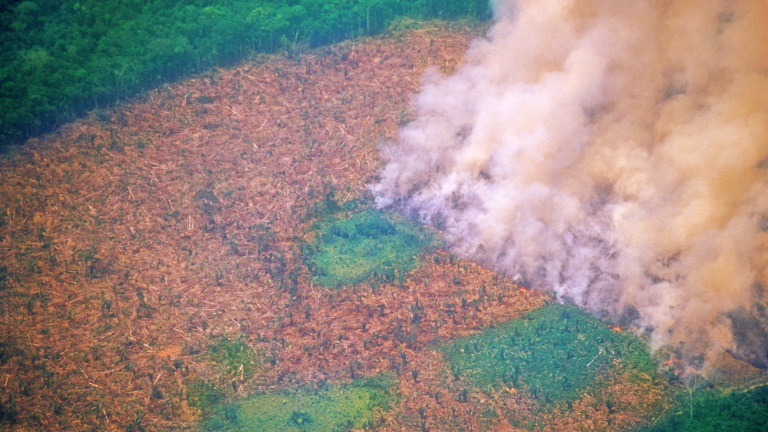Riasztó jelentés érkezett a Föld esőerdeiről: ennek nem lesz jó vége