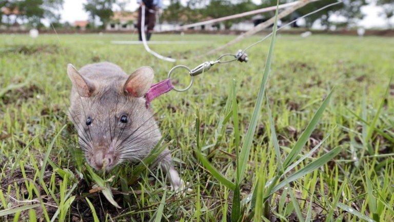 Hajmeresztő dolog történt ezzel a patkánnyal: csoda, mire képes a gyűlölt rágcsáló