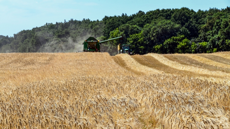Javában zajlik az aratás Zala megyében: kiderült, milyen hozamokra számítanak idén