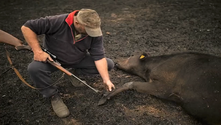 Tömegsírokat ásnak az ausztrálok az elszenesedett állattetemeknek