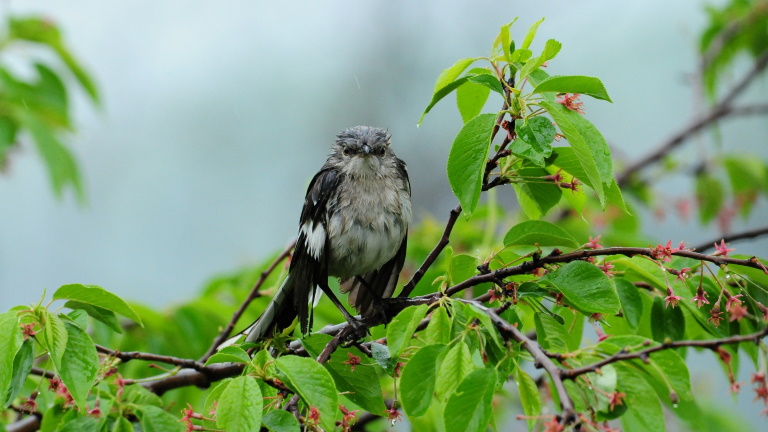 Rejtélyes betegség pusztítja a madarakat: a szakértők is tanácstalanok