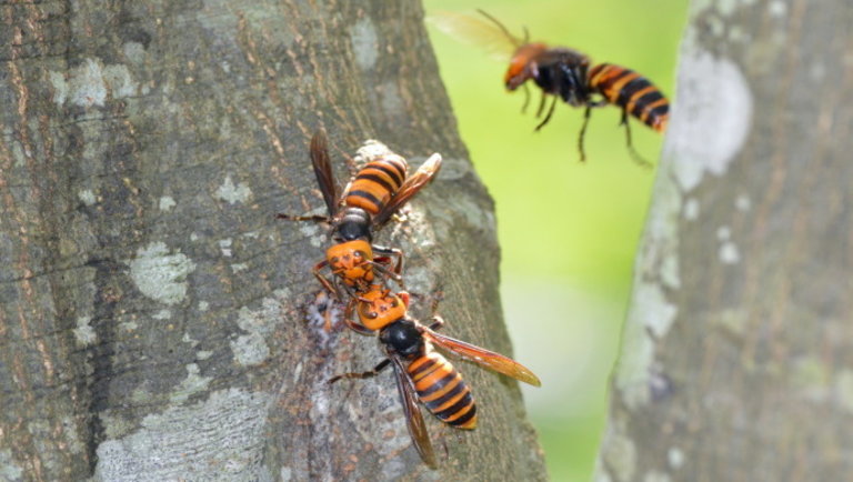 Itt a rég várt fordulat: új esélyt kaptak az amerikai méhek a túlélésre