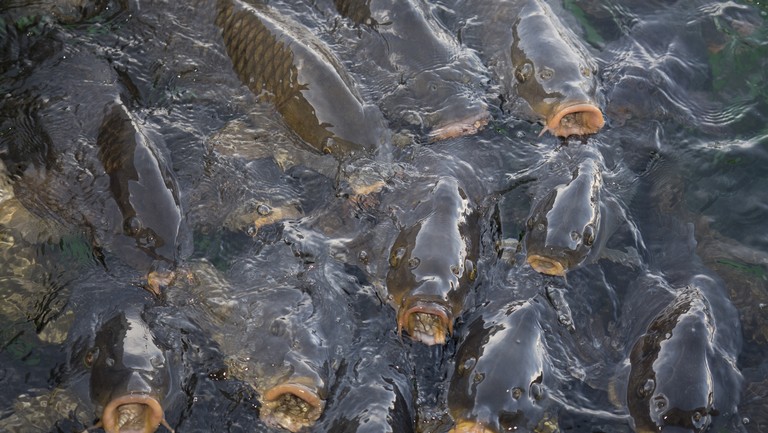 Ezt biztosan nem tudtad: meglepő dolog derült ki a balatoni halakról