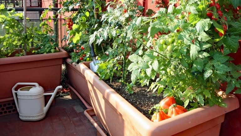 Balkonkertészkedés lépésről-lépésre: így termessz saját zöldségeket a teraszon