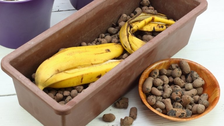 Pénztárcabarát megoldás: döbbenet, mi mindenre használható a banánhéj a kertben
