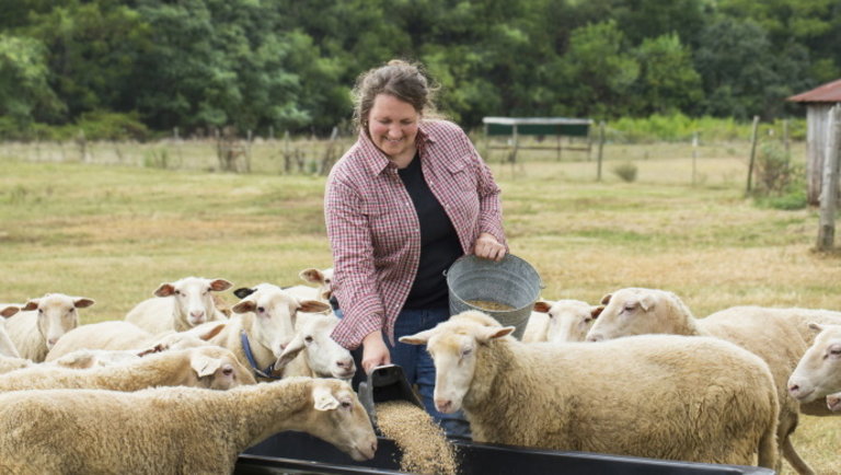 Rekordot döntött az európai báránypiac: kilőttek a felvásárlói árak