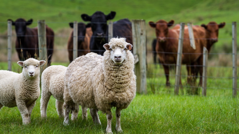 Ez durva: böfögésadót fizettetnének az állattartókkal Új-Zélandon