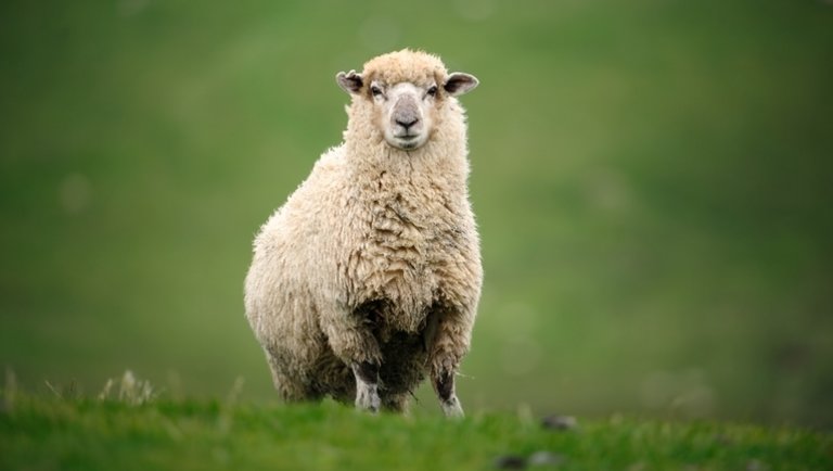 Rekord közelében az európai bárányárak: itt vannak a legfrissebb számok