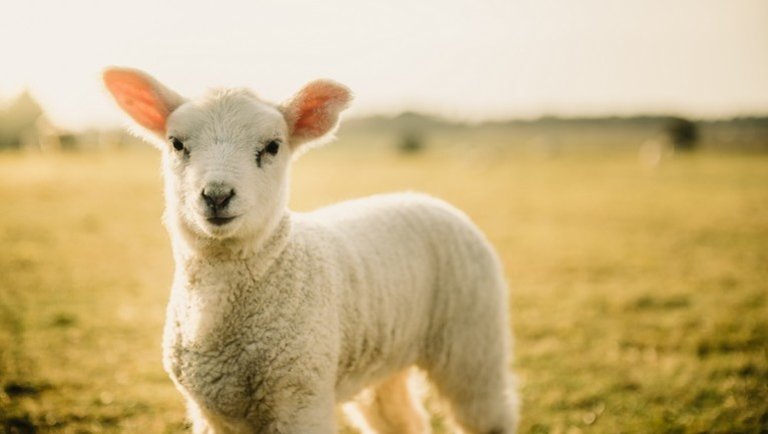 Hatalmas fordulat az európai báránypiacon: két éve nem voltak ilyen magasak az árak