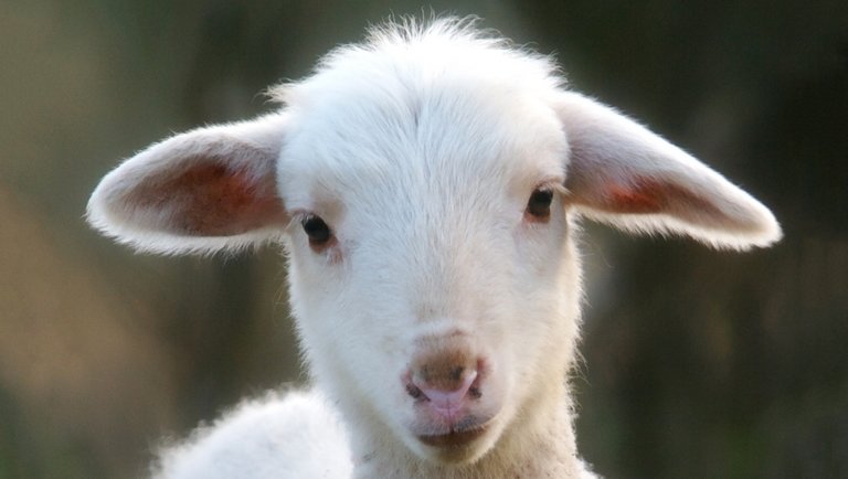 Nincs megállás az európai báránypiacon: egekben a felvásárlói árak