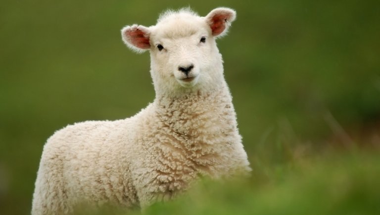 Új hírek bárányfronton: így alakultak az árak a magántárolási támogatás bejelentése után