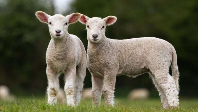 Új hírek bárányfronton: nagyot változtak a felvásárlási árak