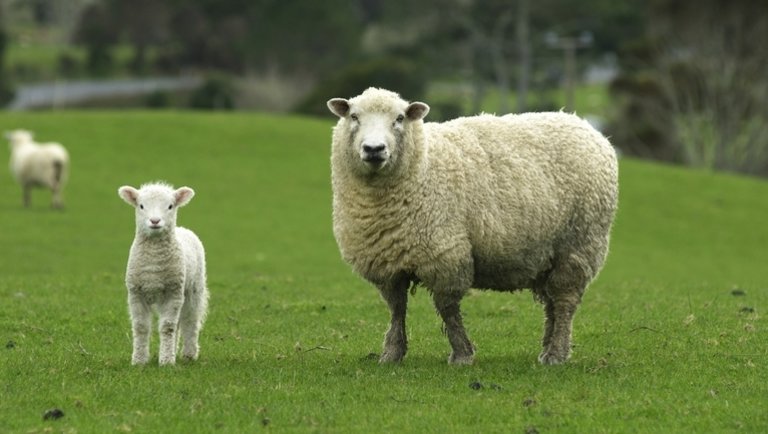 Koronavírus: veszélyben az európai báránypiac?