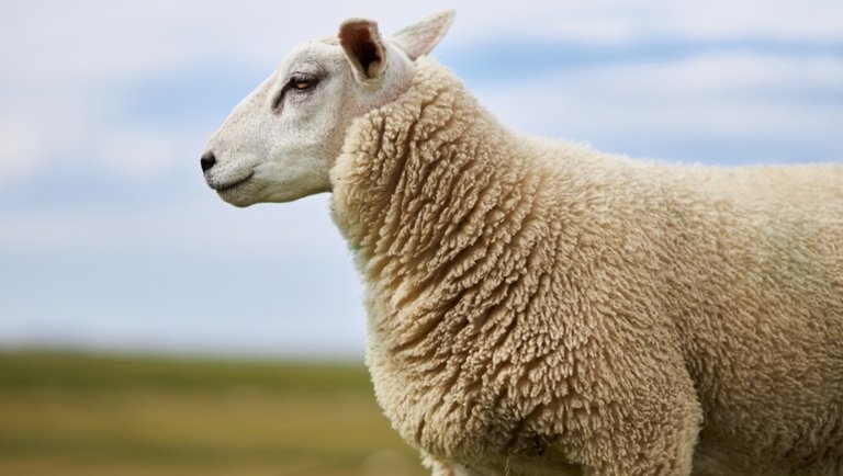Forrósodik a helyzet az európai báránypiacon: így alakultak az árak az elmúlt napokban