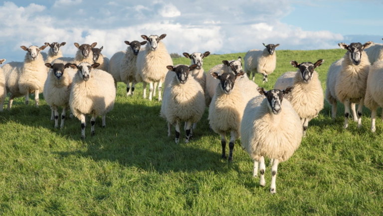 Nincs változás az európai báránypiacon: az elmúlt időszakban így alakultak az árak