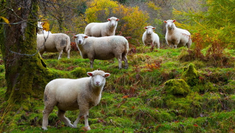 Tovább erősödtek az árak a báránypiacon: meddig tarthat még az emelkedés?