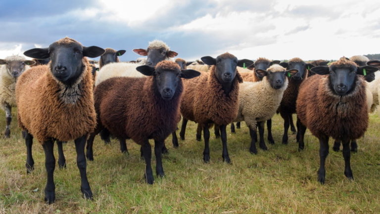 Itt a jelentés: folyamatosan csökkennek az árak az európai báránypiacon