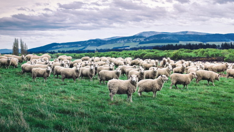 Beállt az európai báránypiac: így alakultak az árak az elmúlt időszakban