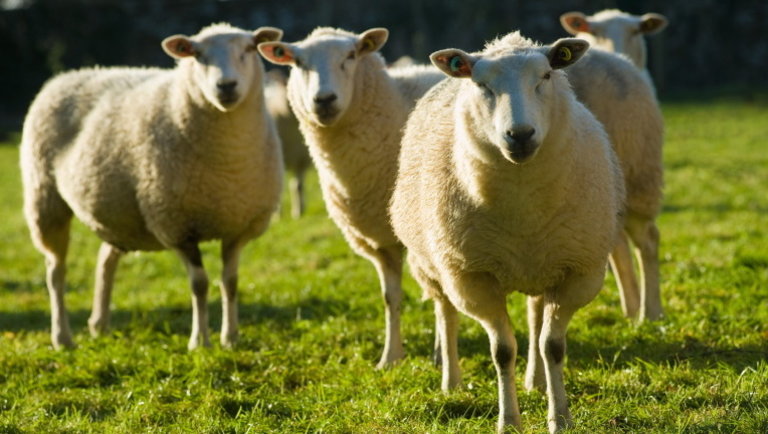 Valami történt az európai báránypiacon: így változtak az árak az elmúlt napokban