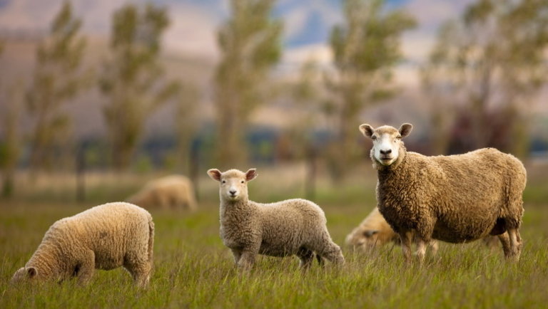 Nincs megállás az európai báránypiacon: így alakultak az árak az elmúlt napokban