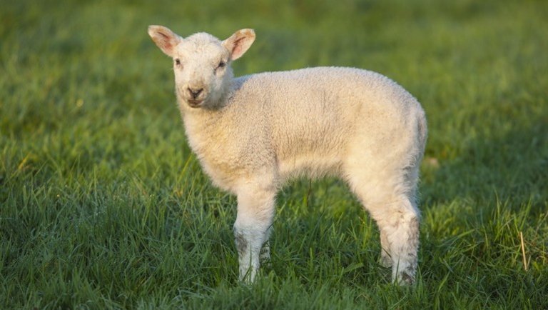 Valami történik az európai báránypiacon: így változtak az árak az elmúlt napokban
