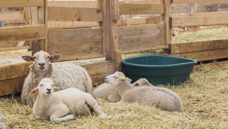 Nincs megállás: 2018 tavasza óta nem voltak ilyen magasak a bárányárak