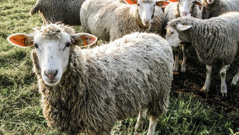 Milliárdos támogatást kapnak a magyar juh-és kecsketenyésztők: így juthatnak hozzá